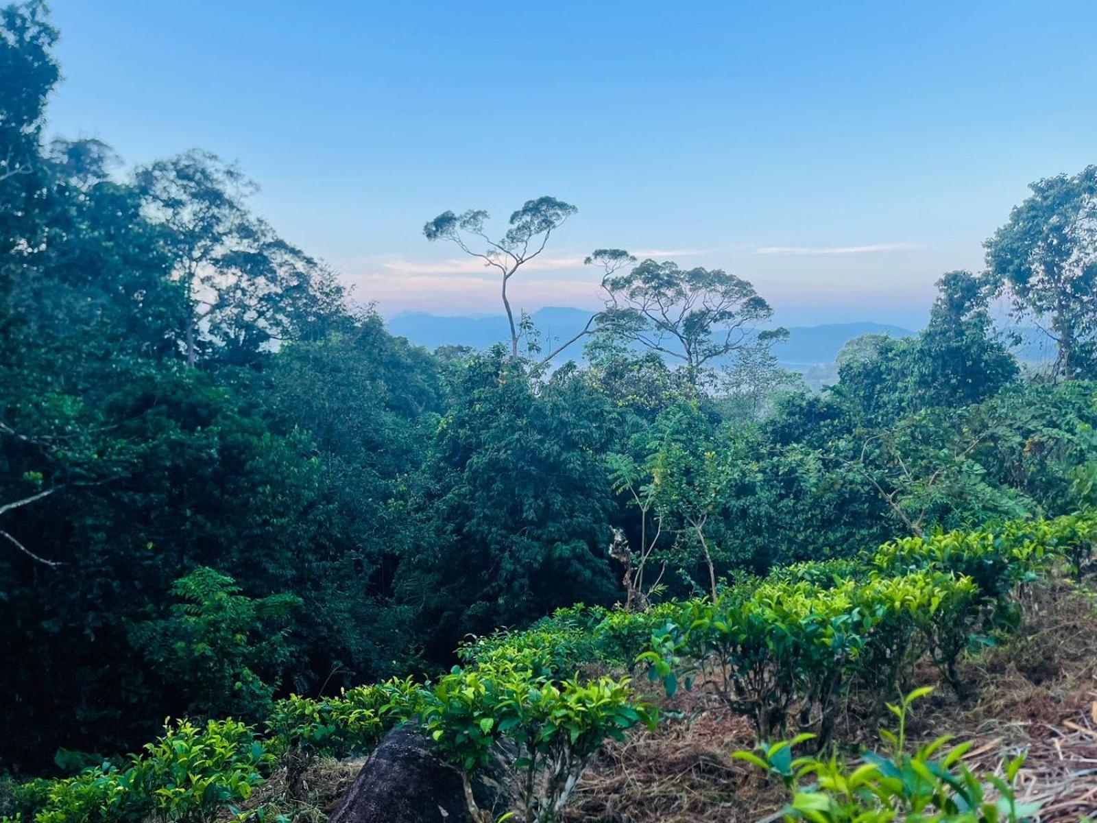 Palabaddala Tea And Eco Lodge Ratnapura Εξωτερικό φωτογραφία